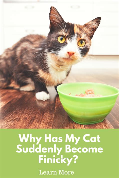 How Can You Tell If Your Cat Is a Finicky Eater?